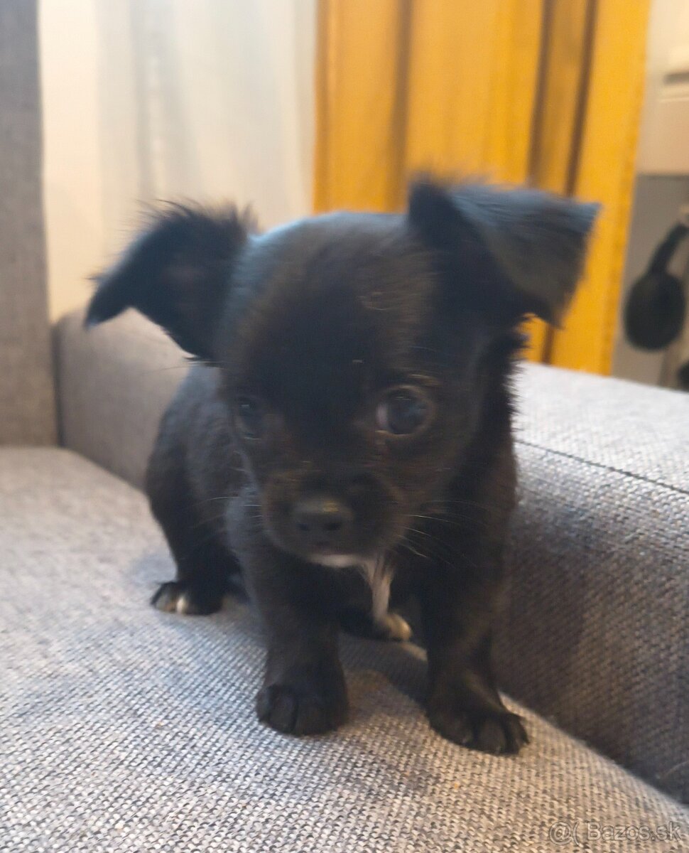 Mini civava