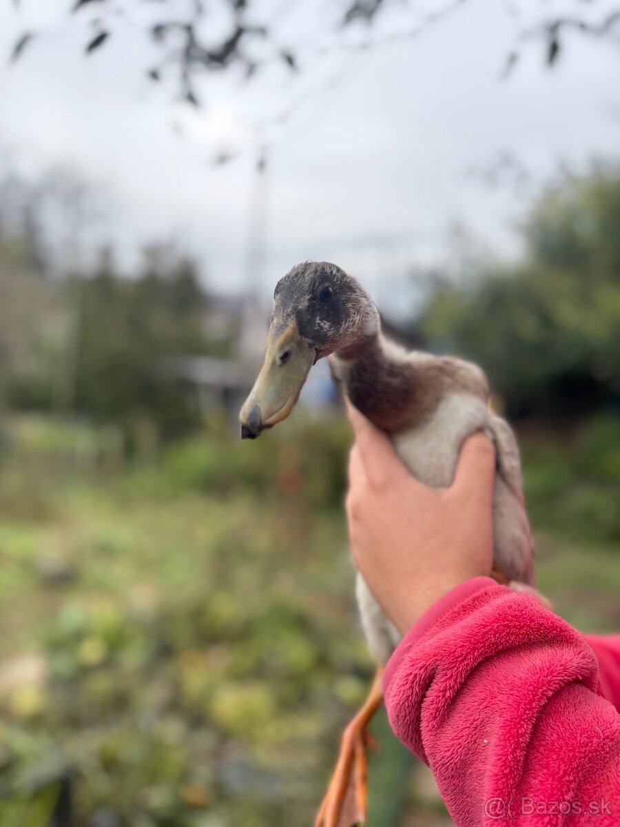 Indické bežce - káčery