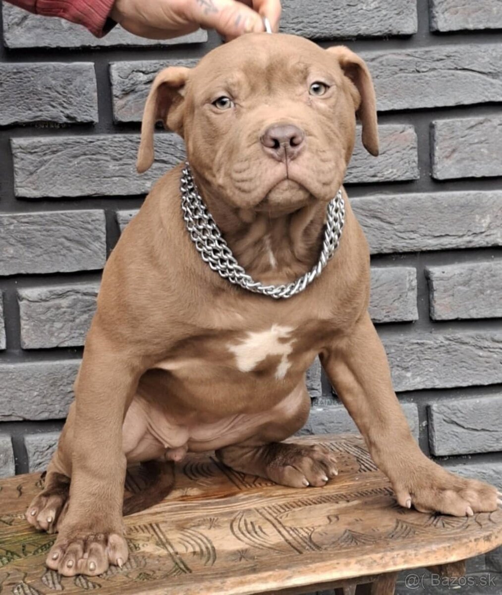 AMERICAN BULLY XL