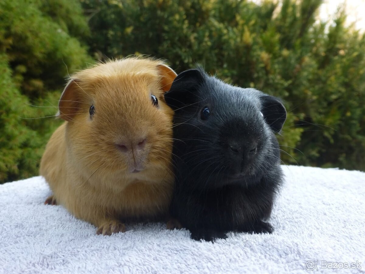 Morčiatka s rodokmeňom