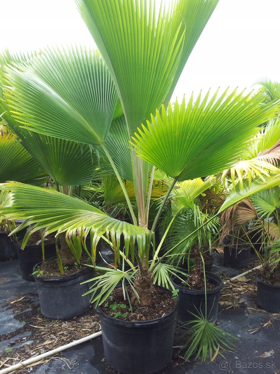 PRITCHARDIA PACIFICA – Fiji-palma – 5ks semien/balenie