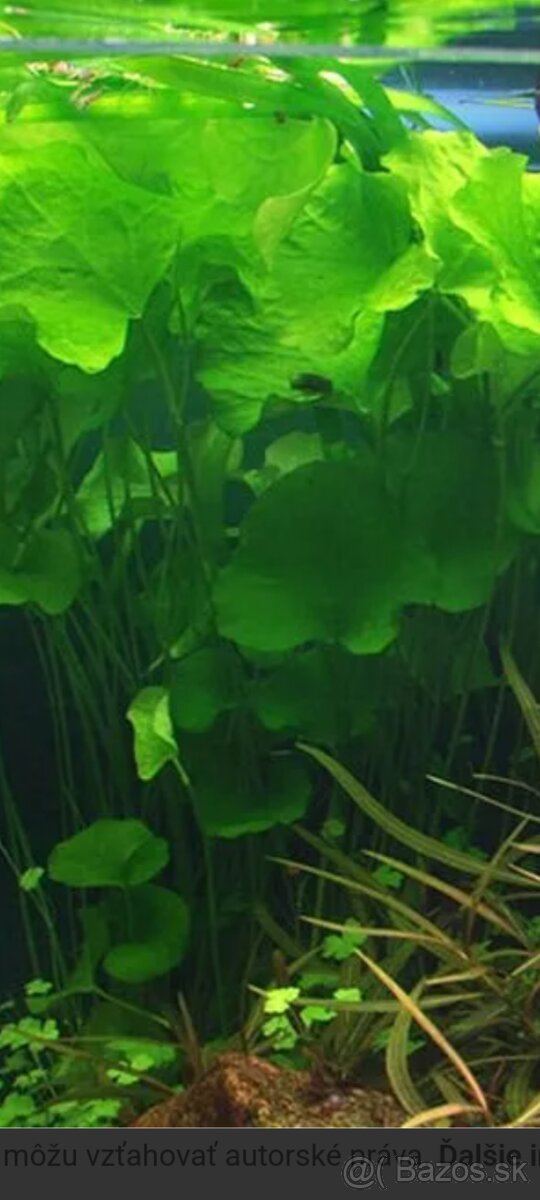 Akvariové rastlinky