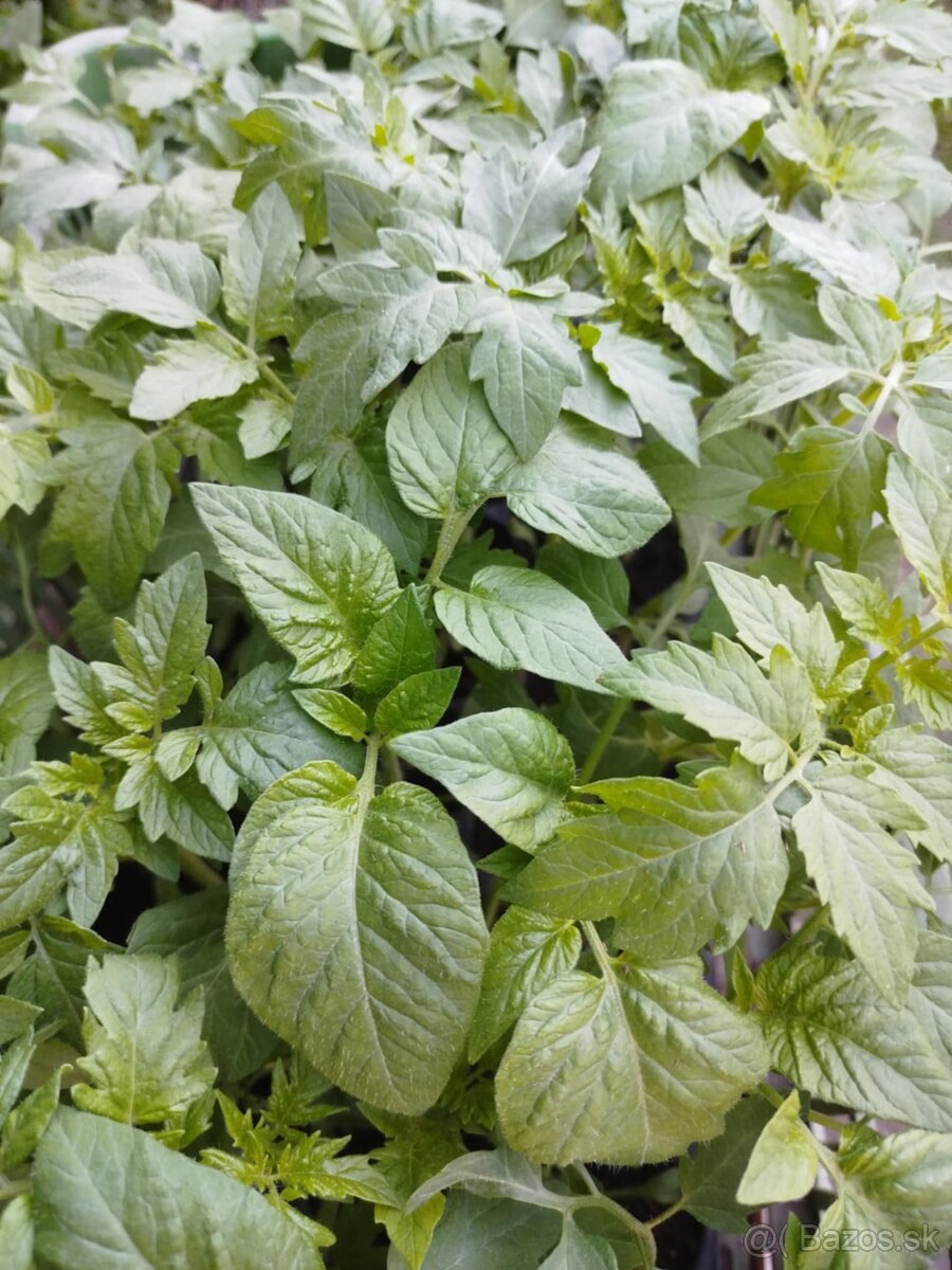 Planty na predaj, aj vo veľkom