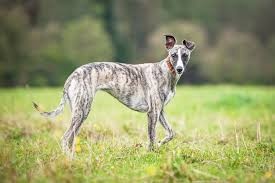 Whippet - Hľadám
