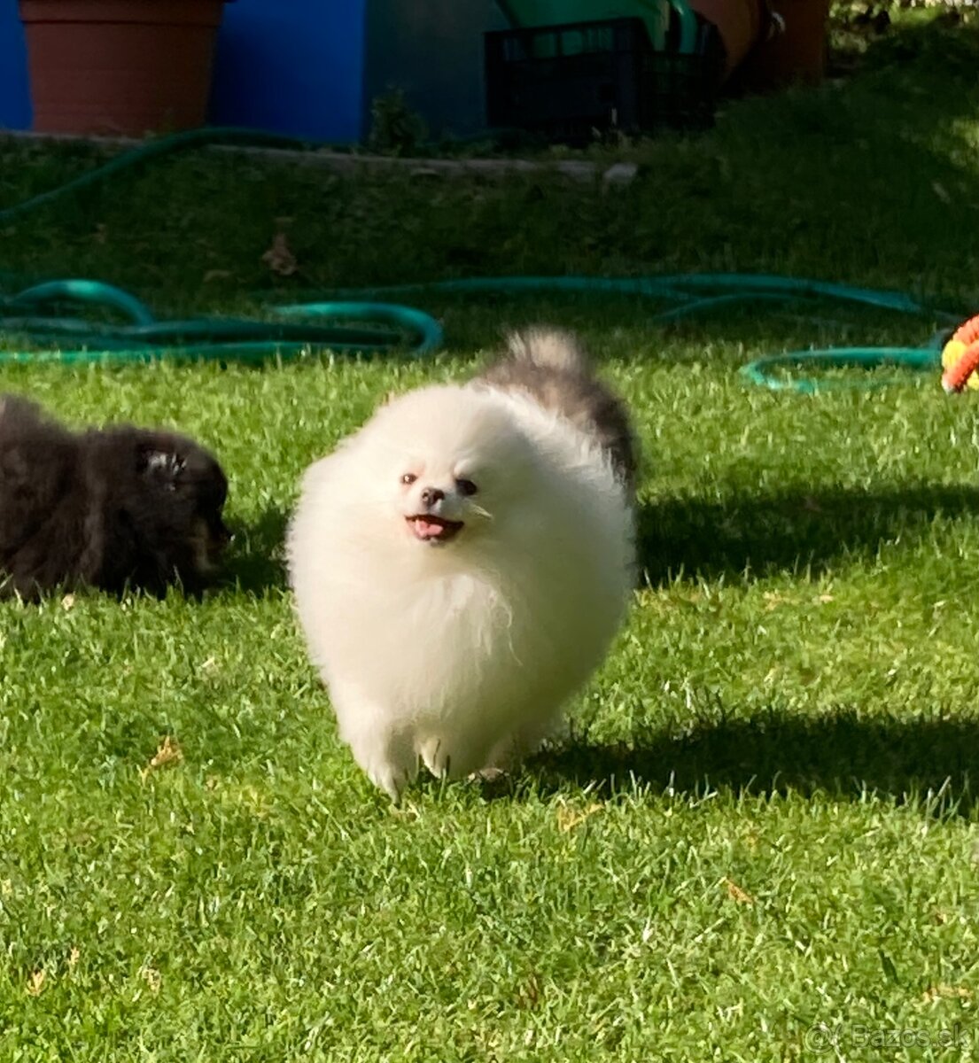 Pomeranian s PP FCI