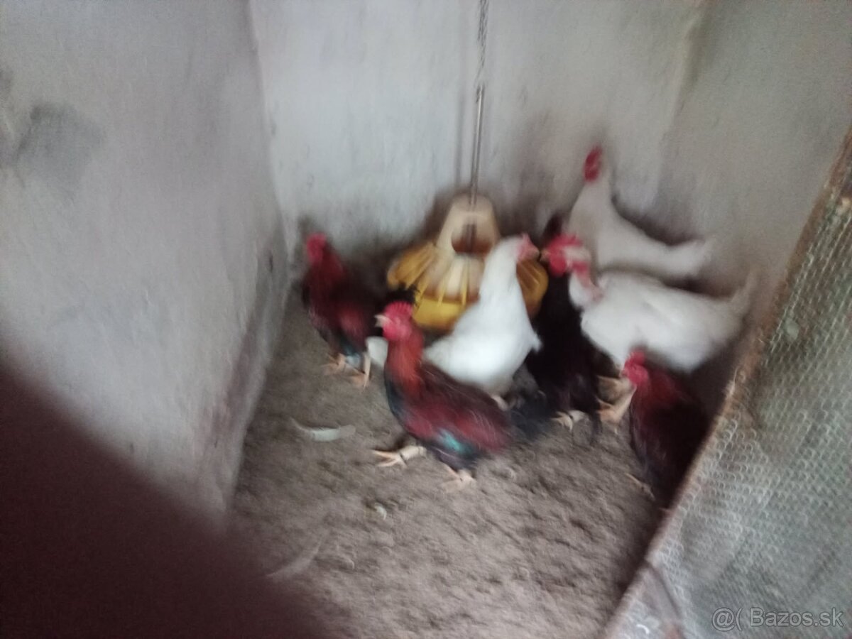 Mladé sliepky a kohuty