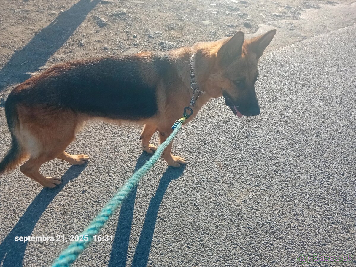 Predam nemeckeho ovciaka