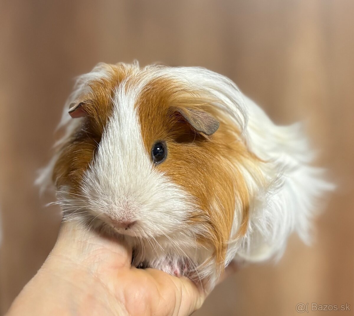 Morča - morčiatko - morské prasiatko