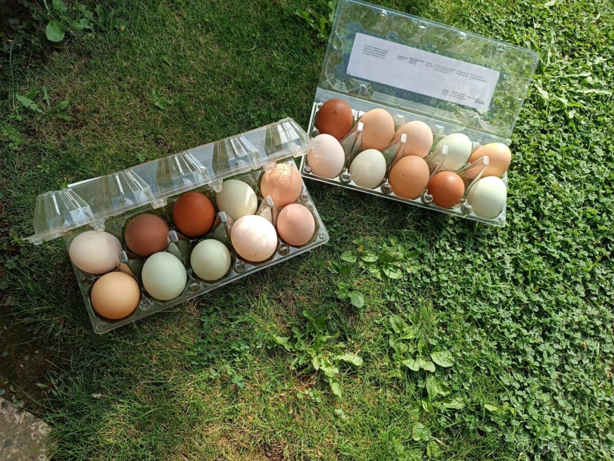 Predám domáce vajcia