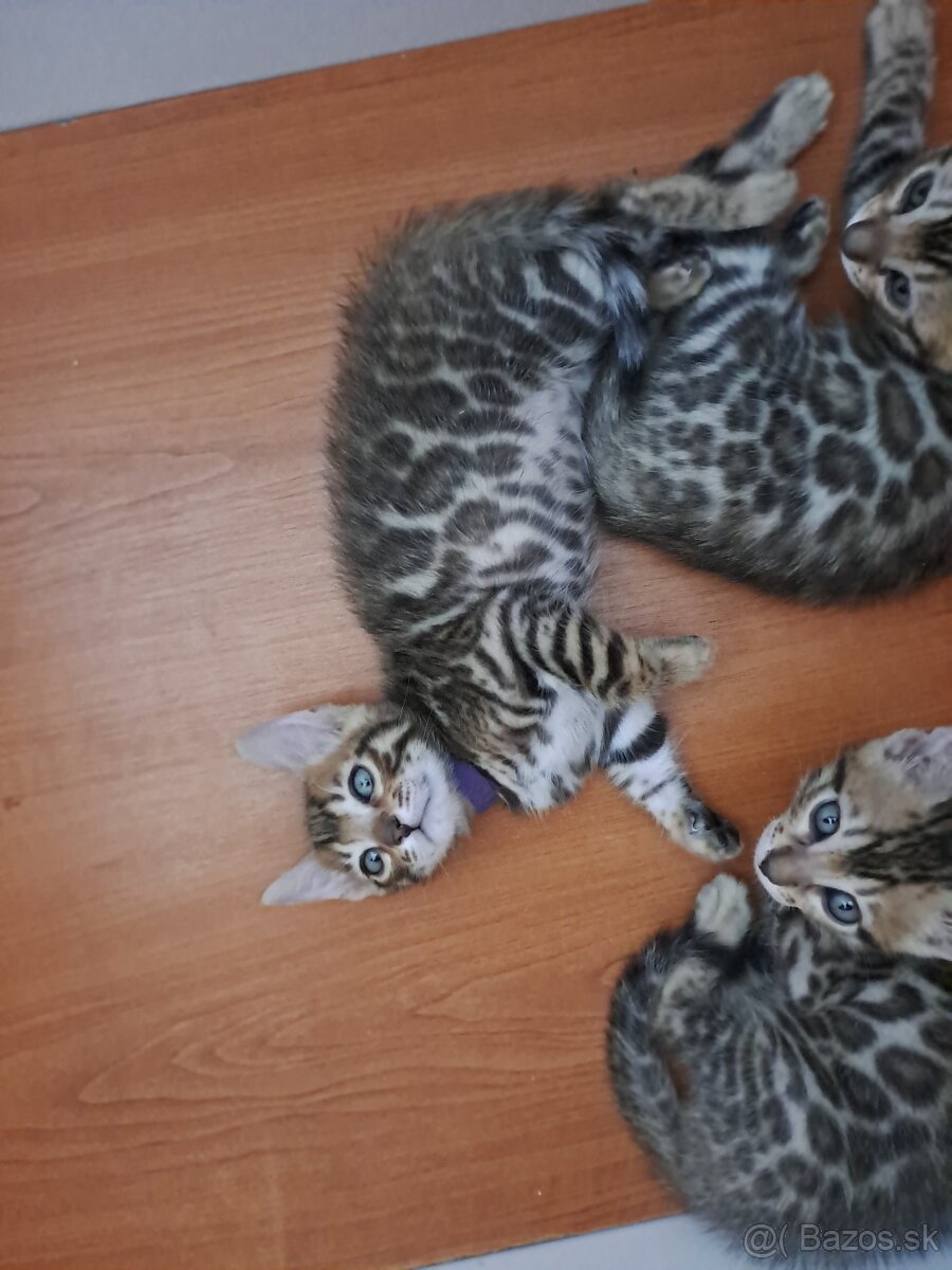 Bengalske maciatka s PP