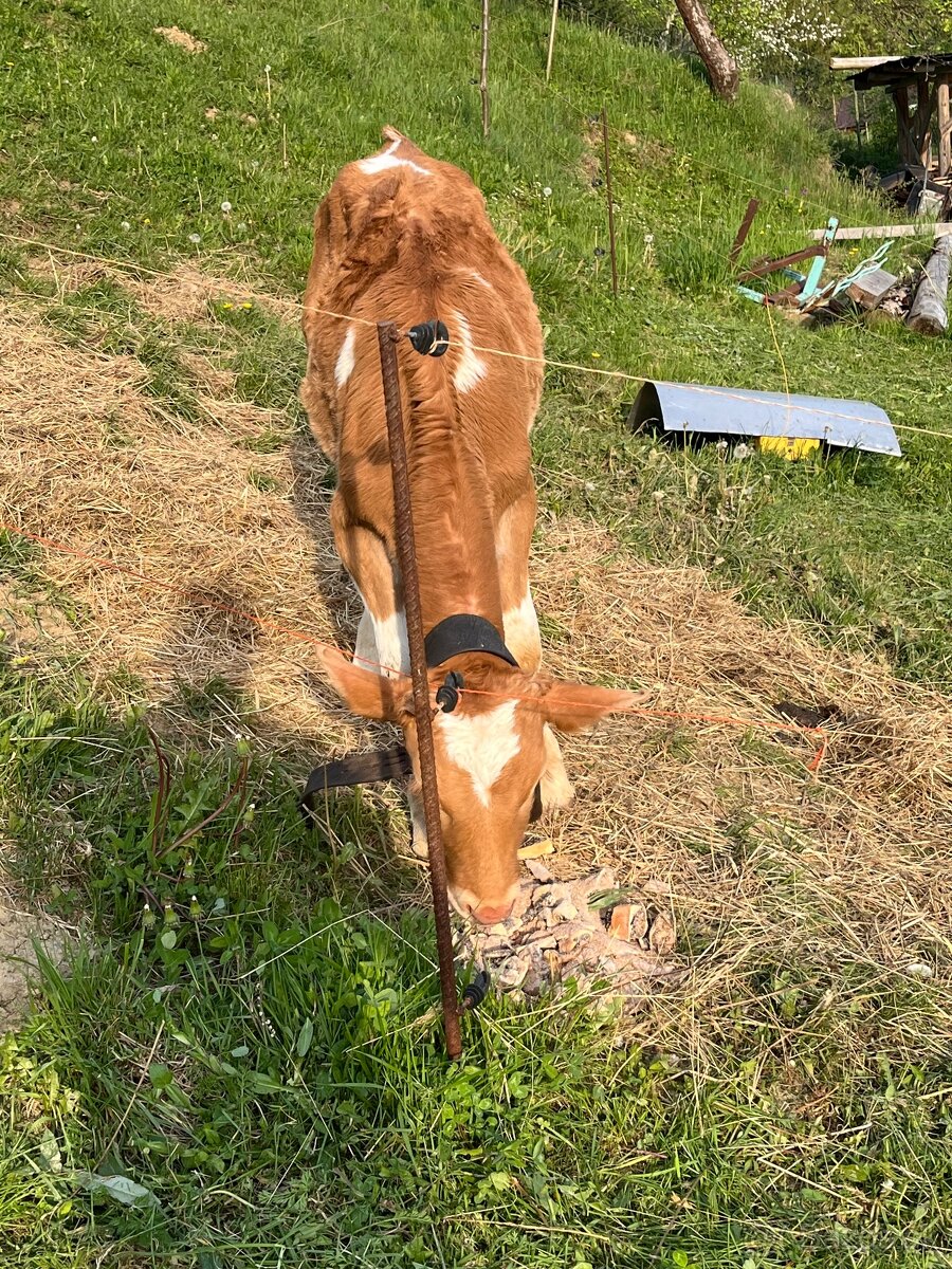 Predám byčki ss