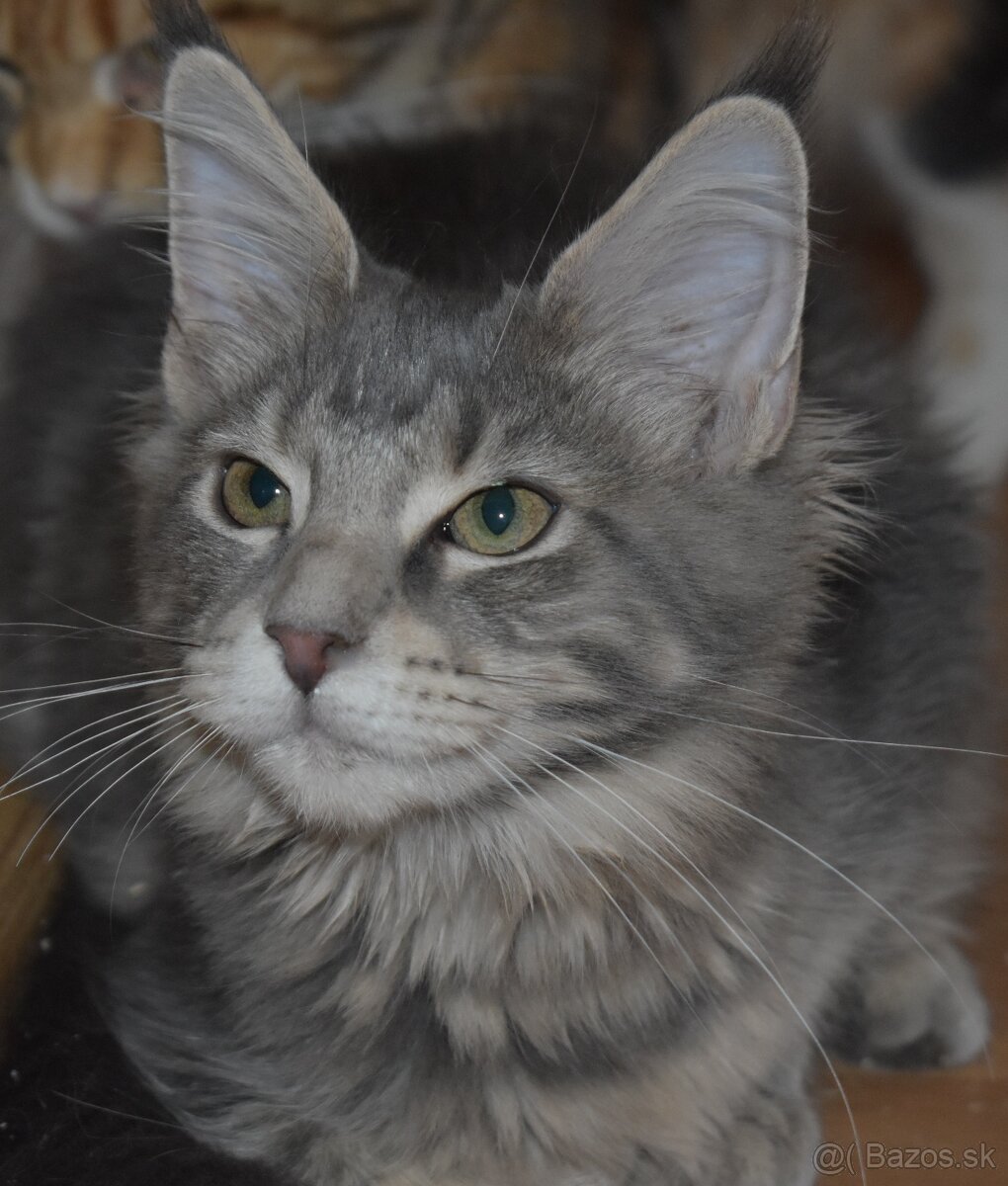 Mainská mývalia mačka - mačiatka Maine coon s PP - Goldie