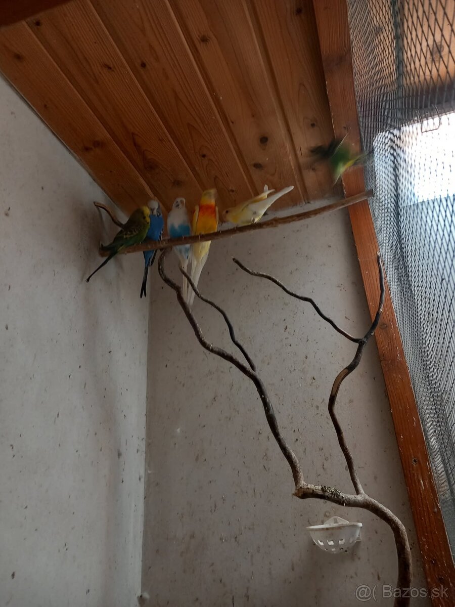 Predám andulky, neofeny a papagáj spevavý