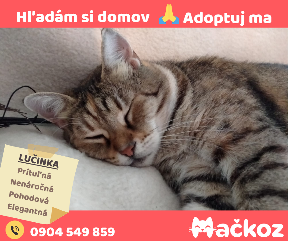 LUČINKA - Darujem mačičku / darujem mačku
