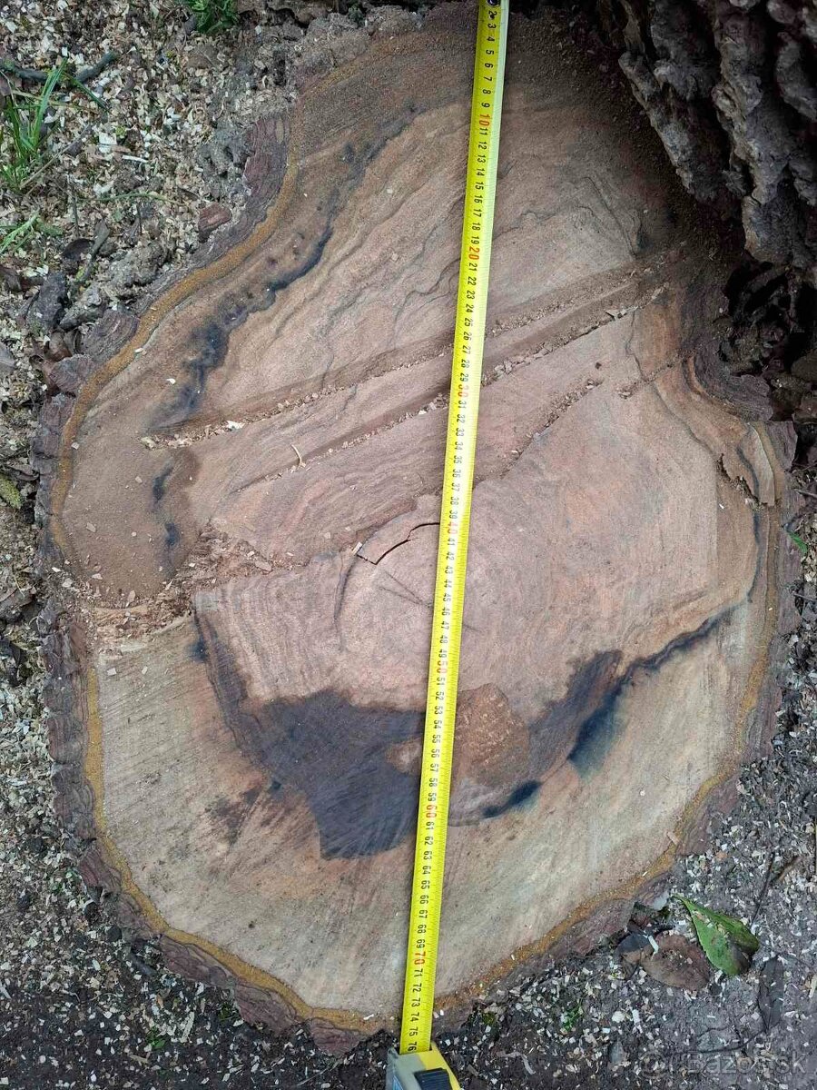 Orechové drevo – kvalitný, hrubý kmeň