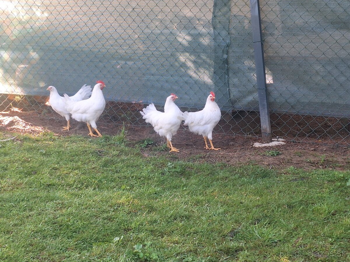 Leghorn