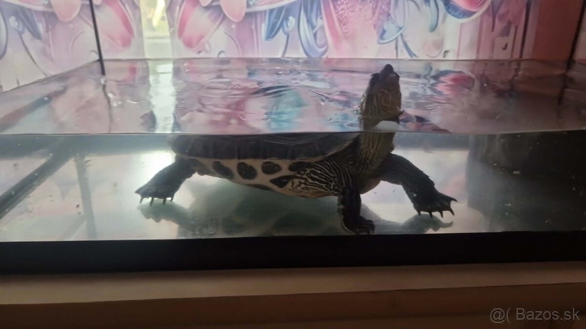 Korytnačka 🐢