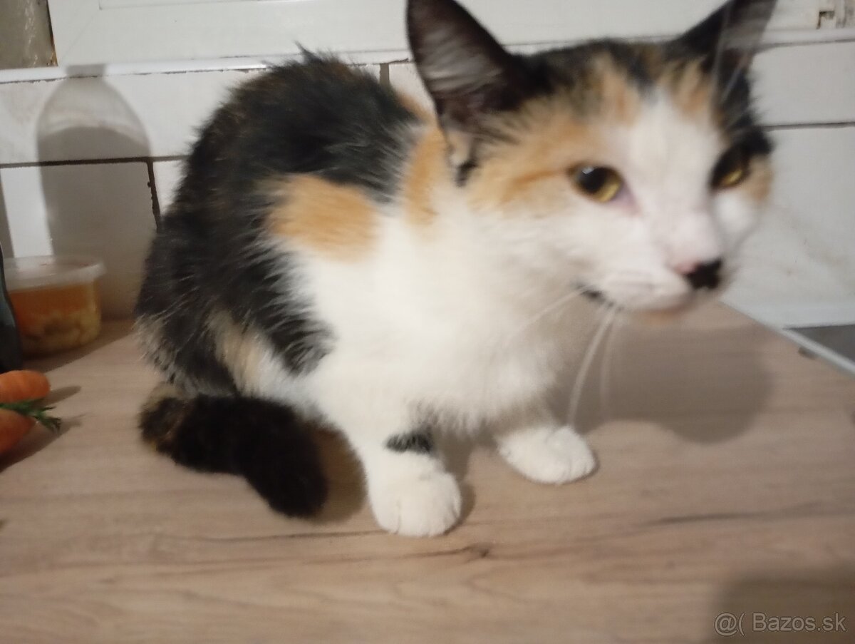 mačka