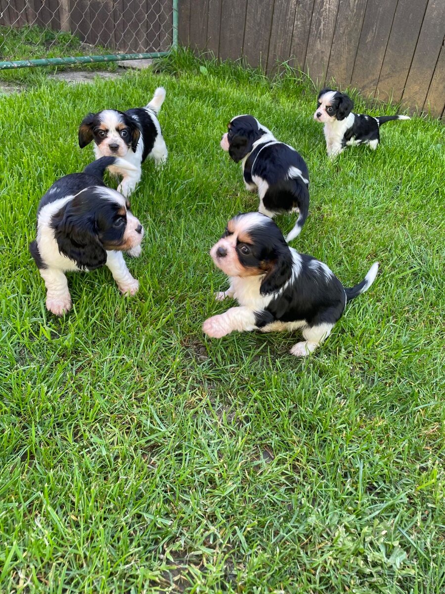 Cavalier King Charles Španiel