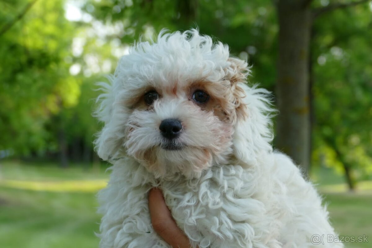 Maltipoo