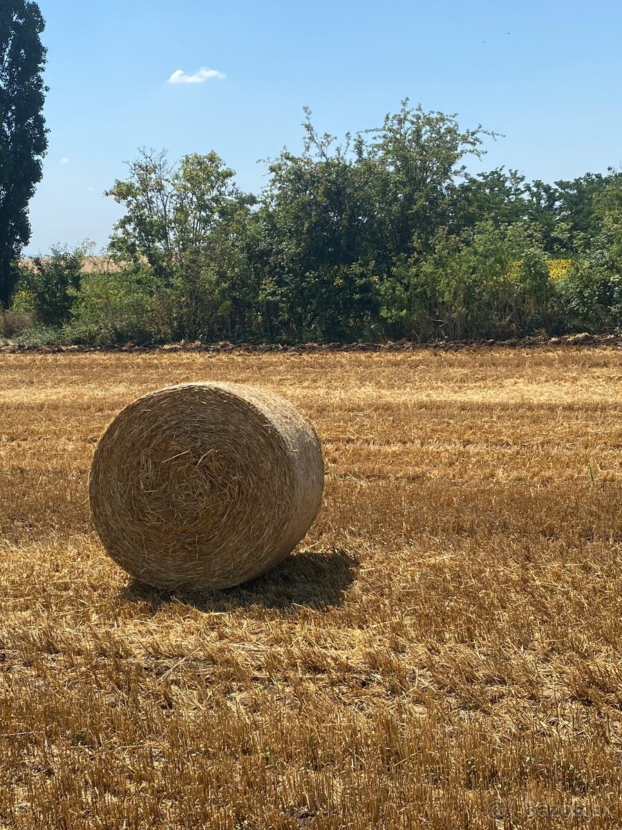 Slama
