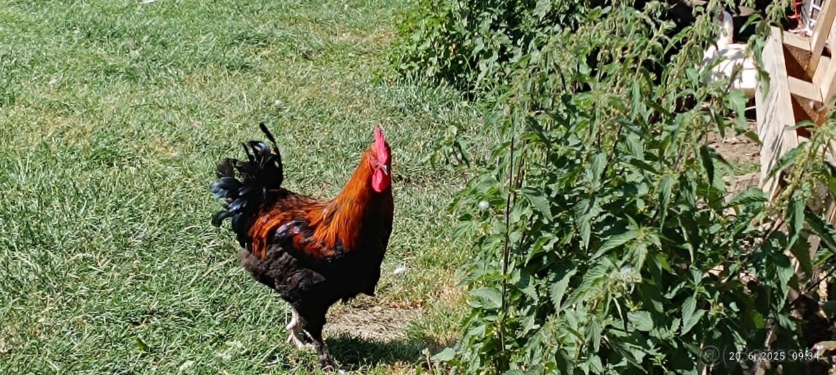 Marans
