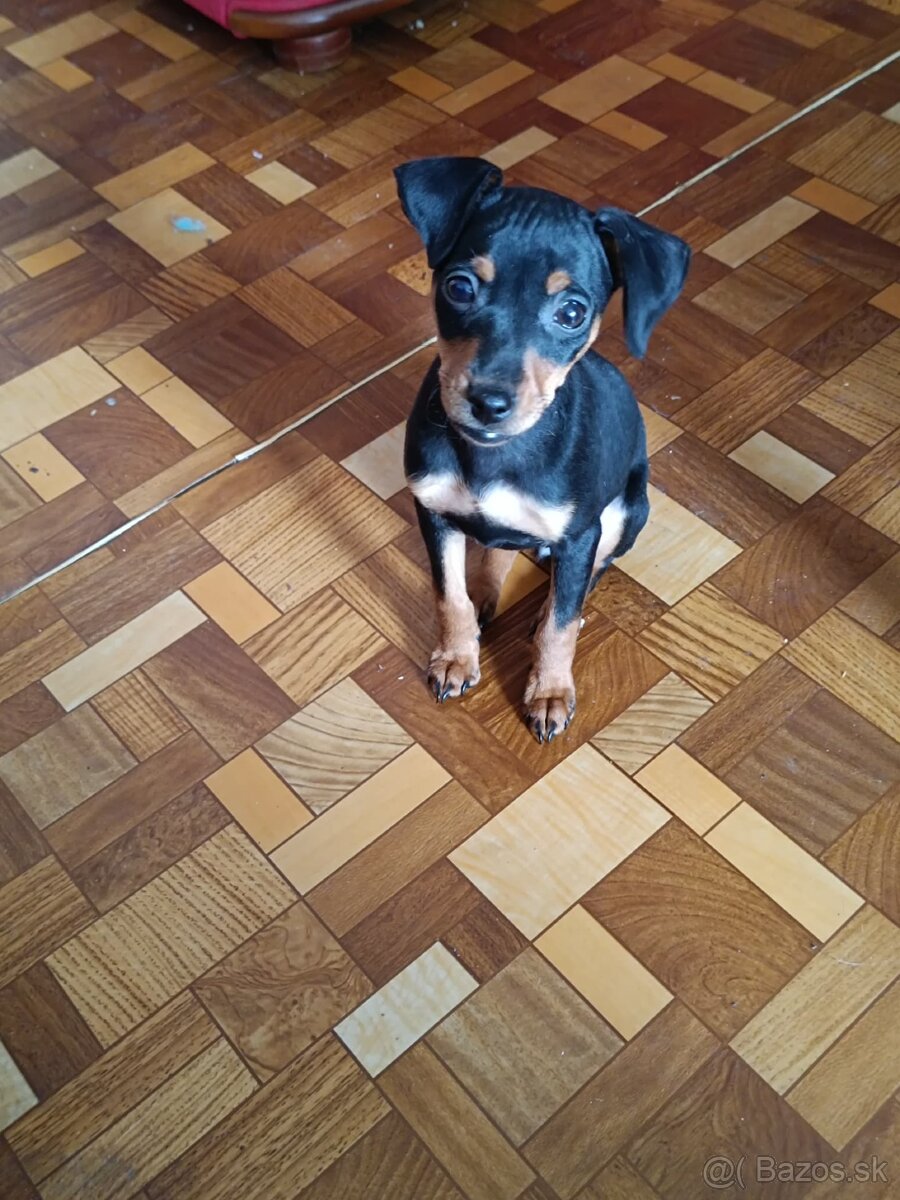 Srnčí ratlik čistokrvný