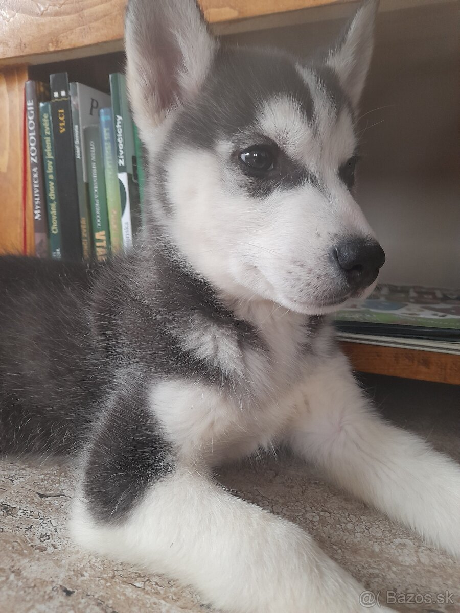 Husky