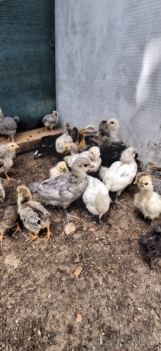 Ameraucana