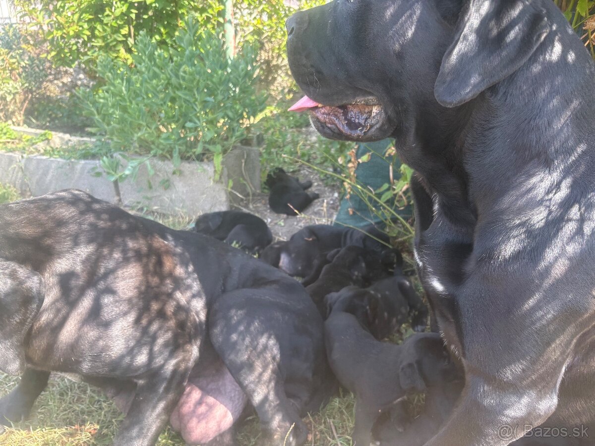 Cane Corso
