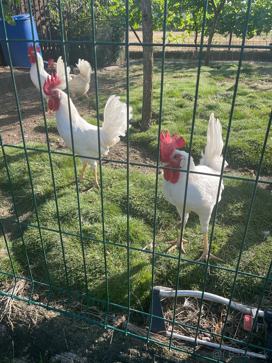 Kohútikov Leghorn