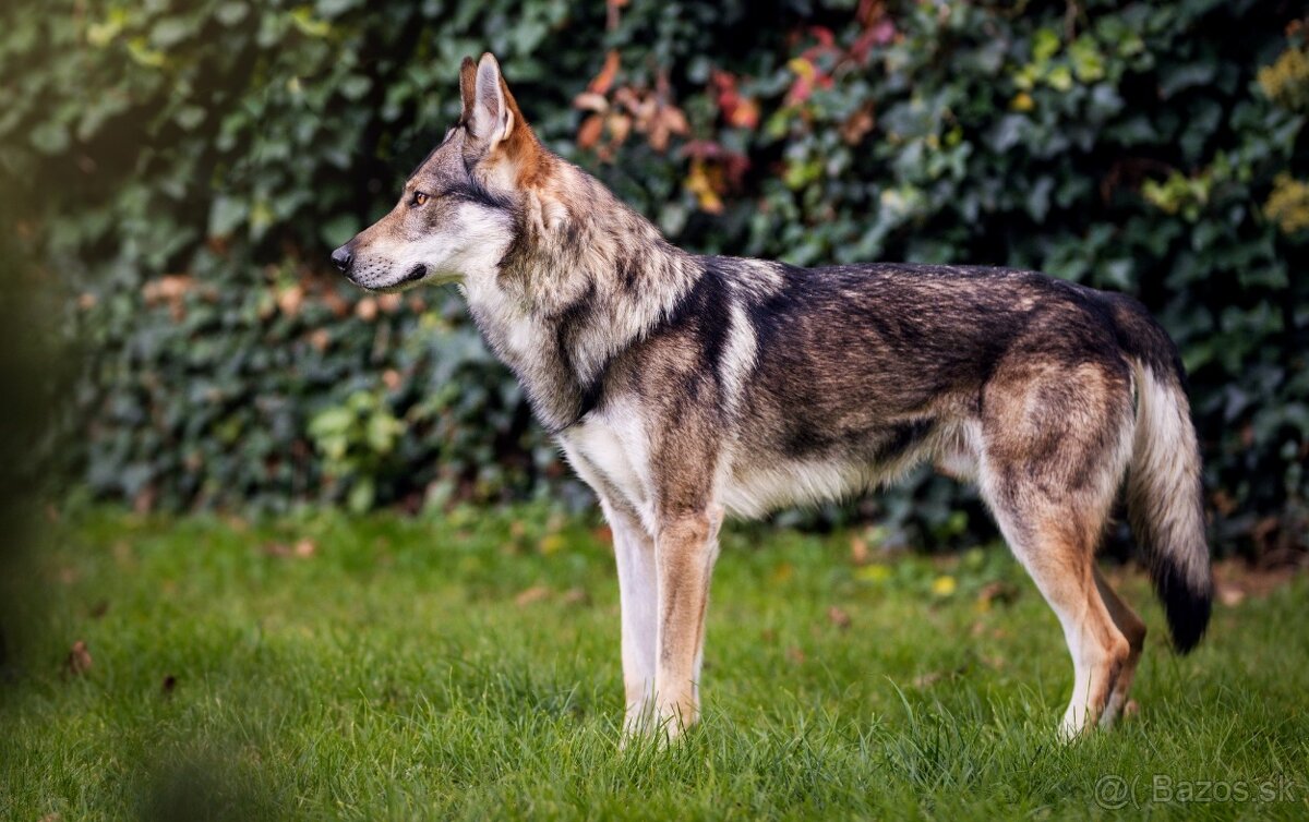 Československý vlčiak šteniatka s PP