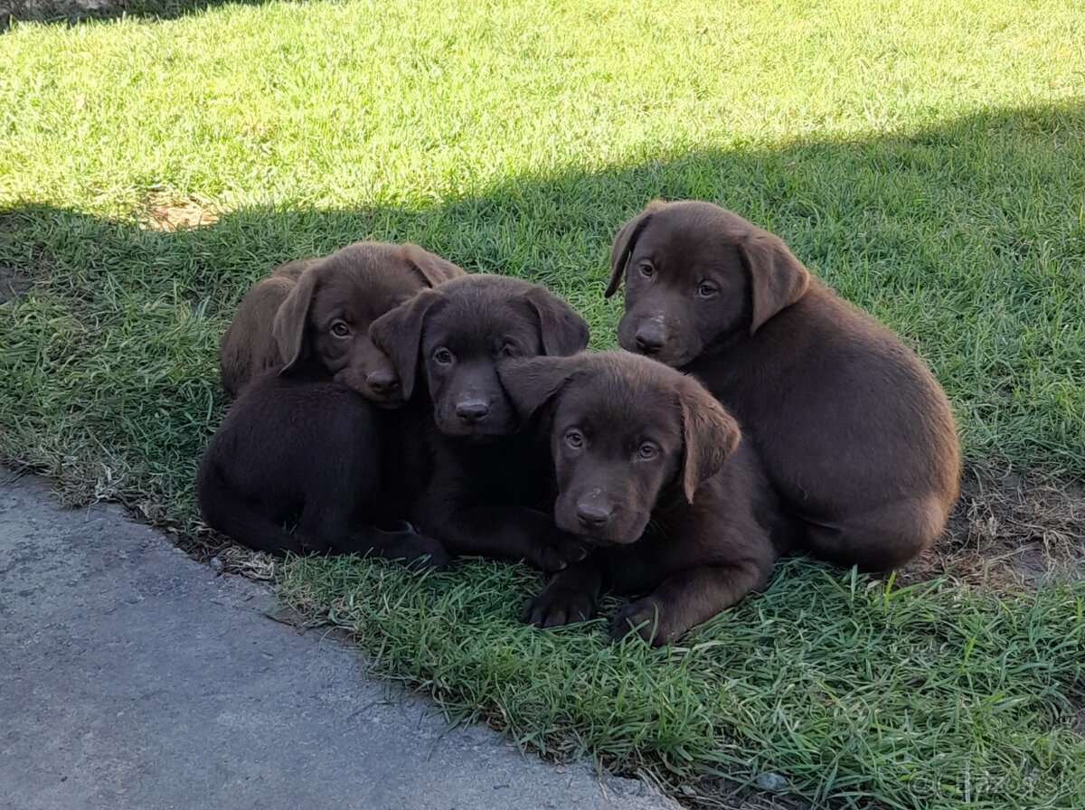 Čokoládový labrador