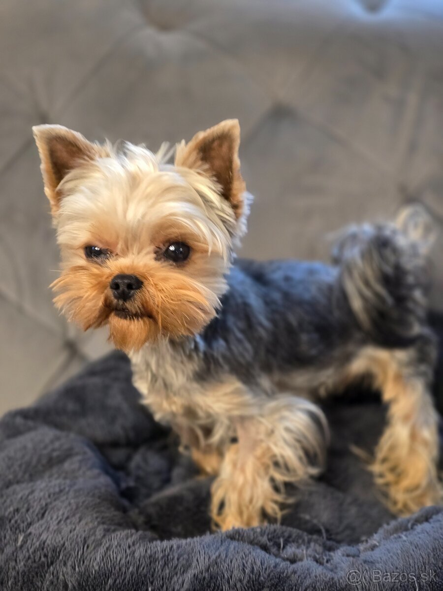 Predam Yorkshire s PP