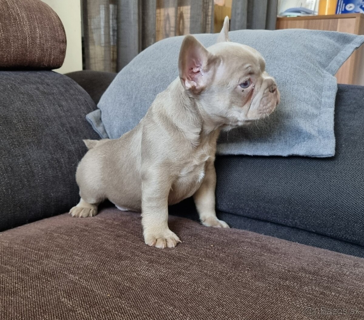 Francúzsky Buldoček