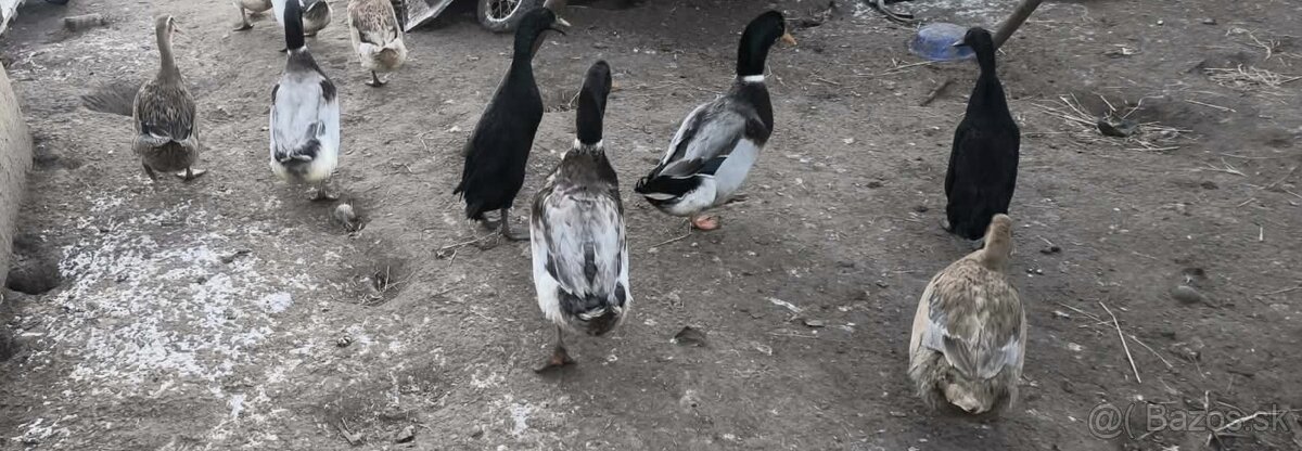 Rozne kacice a kaceri