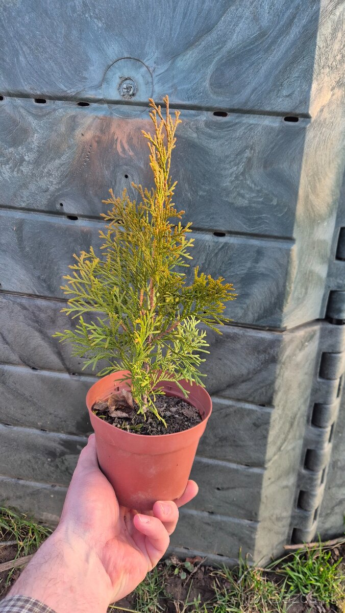 Tuja západna "Smaragd'