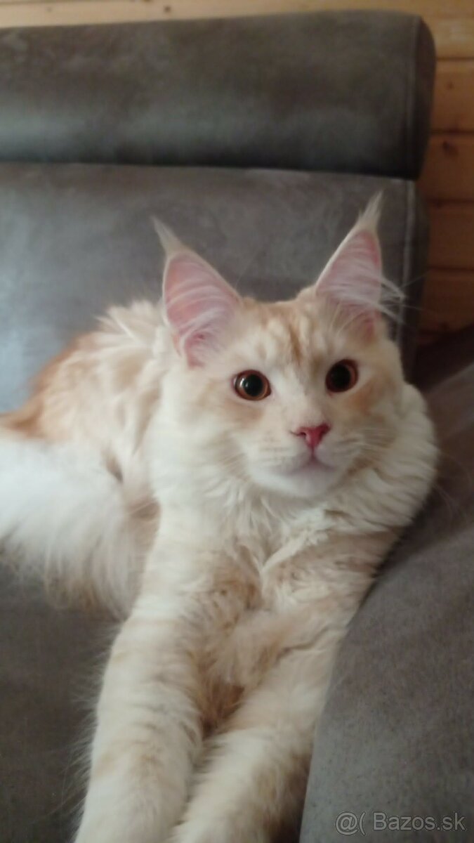 Maine Coon - kocúrik krytie