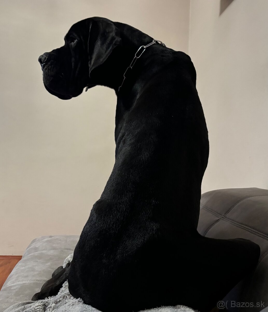 Darujem psa nemeckej dogy