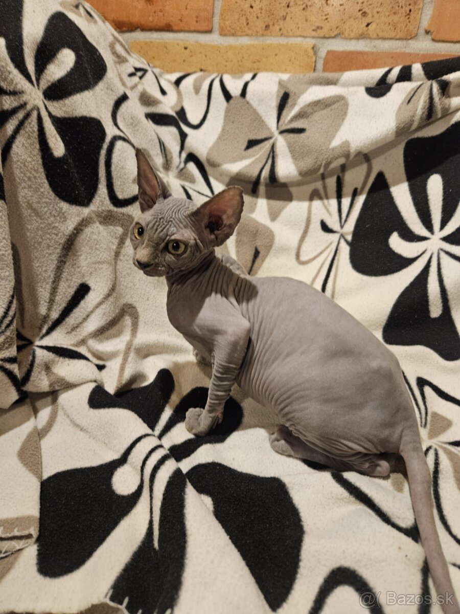 Sphynx