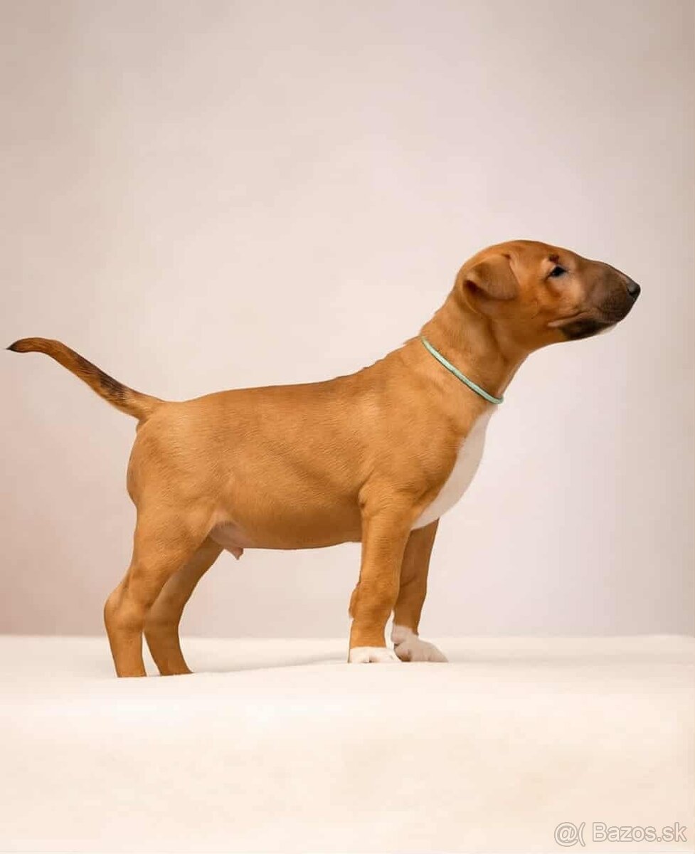 Standard bullterrier ihneď k odberu