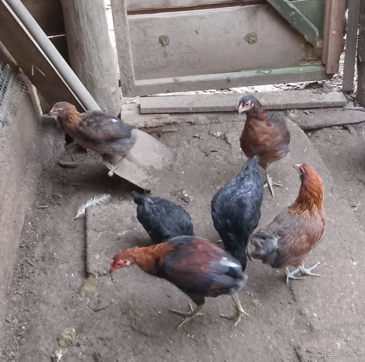 araucana