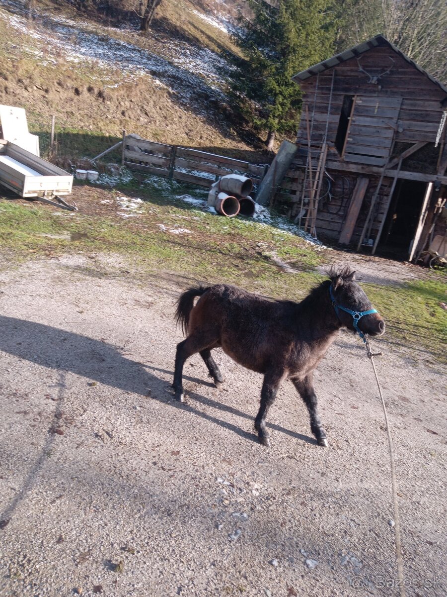 Predám poníka žriebä