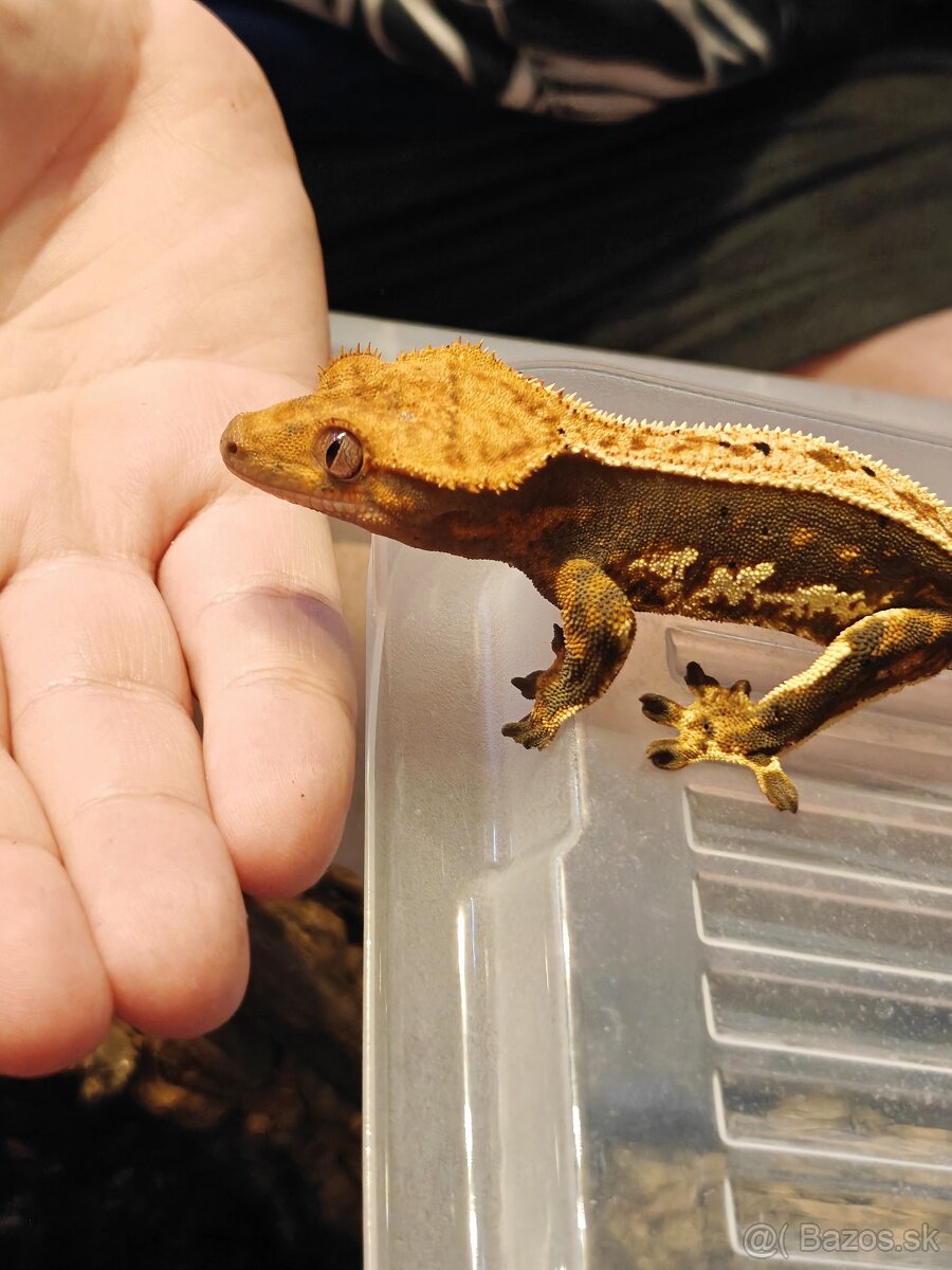 Pagekon riasnaty (predaj - vymena)