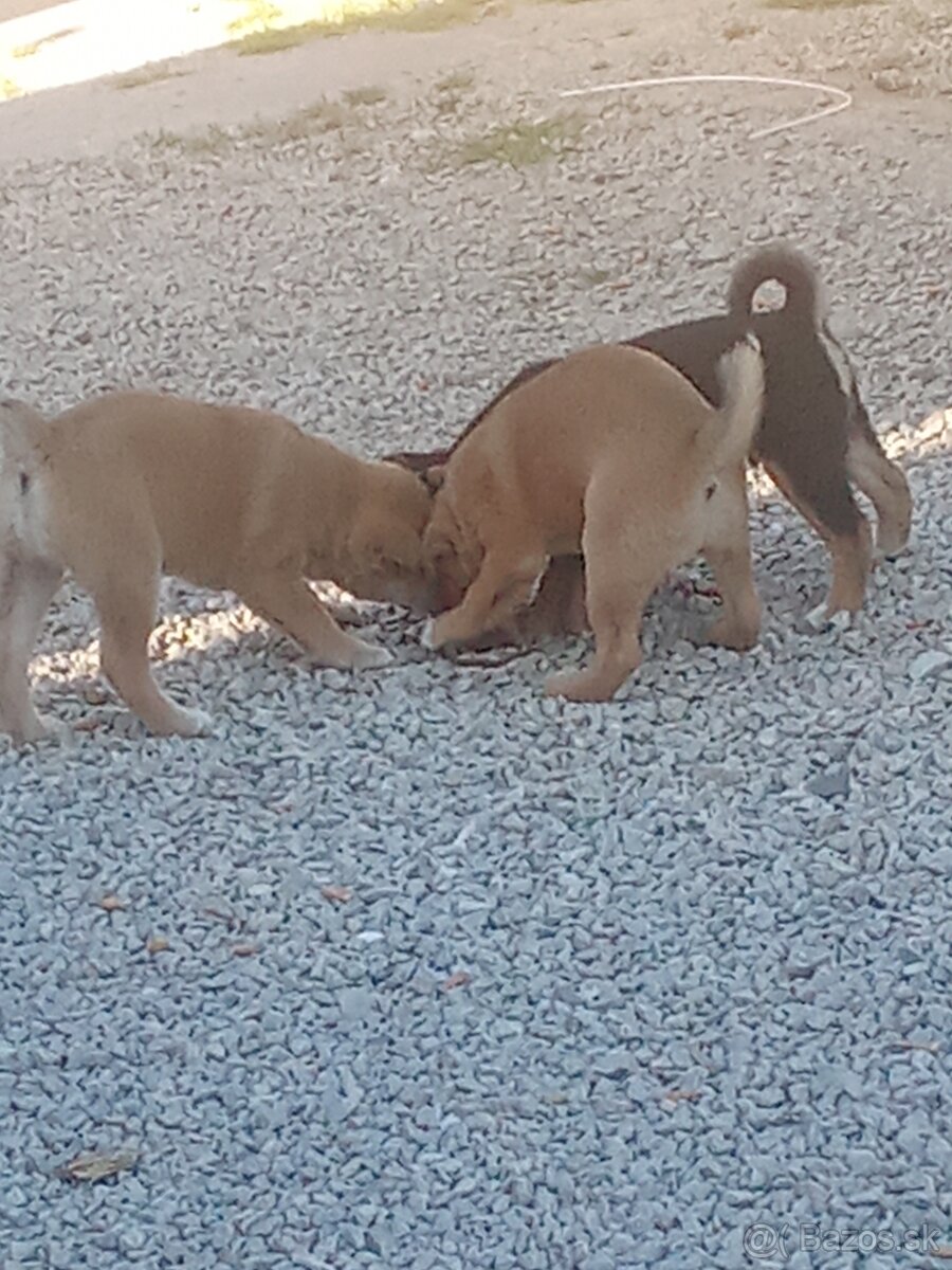Šteniatka Šiba inu