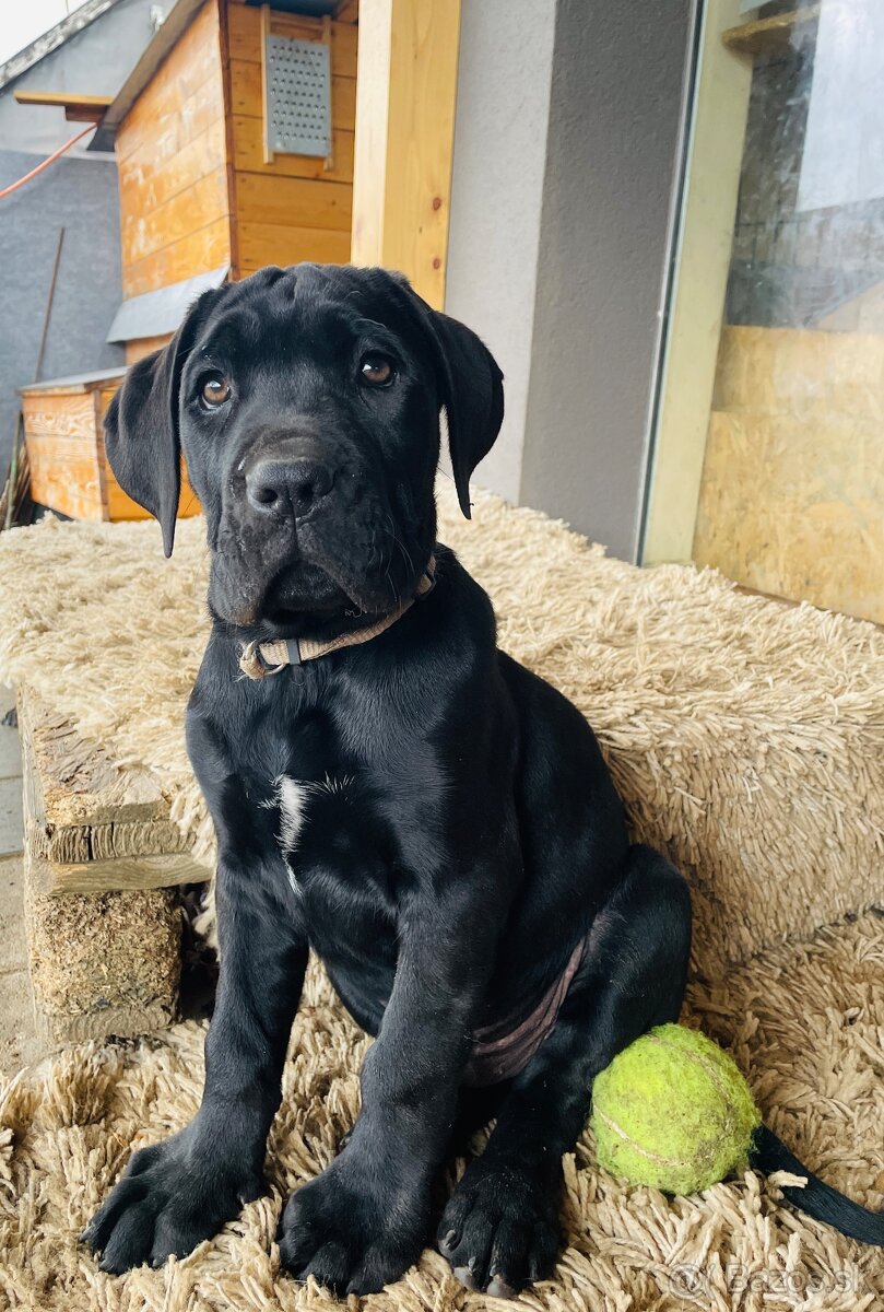 Americký bandog