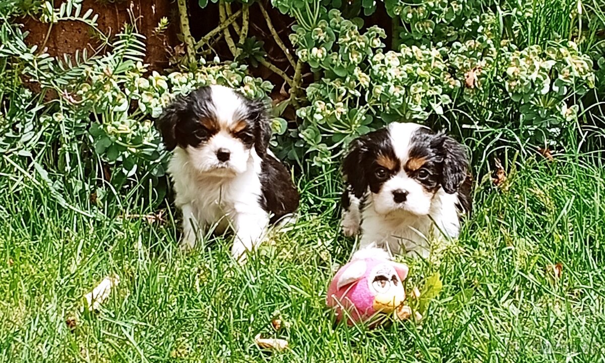 Cavalier, kavalier, cavalier king charles spaniel