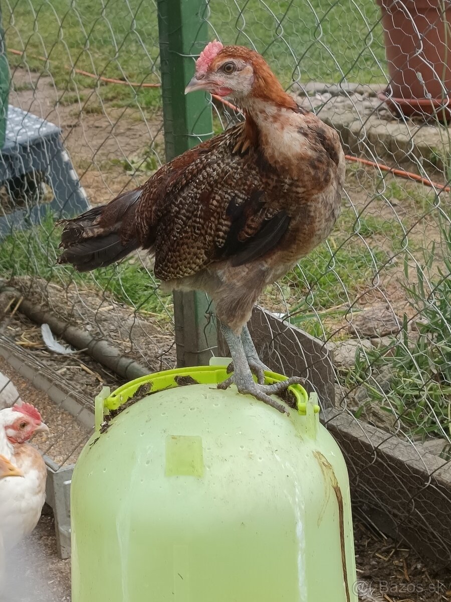 Yaman Ketawa