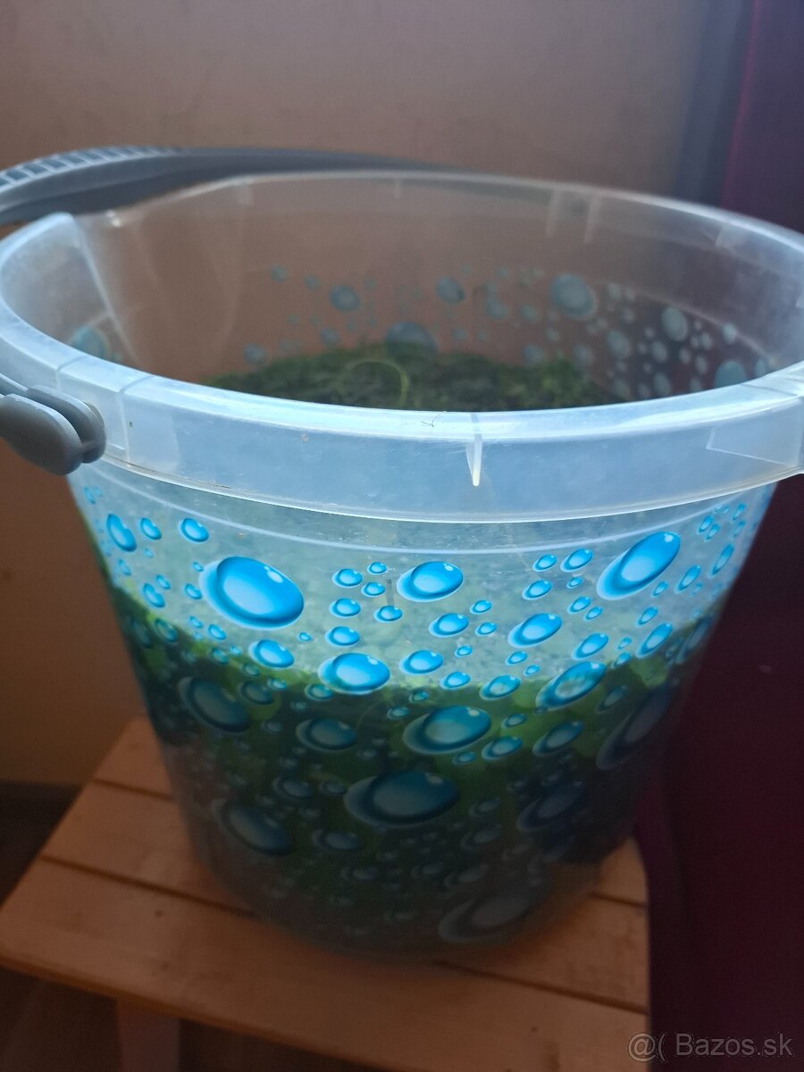 Akvarijné rastliny