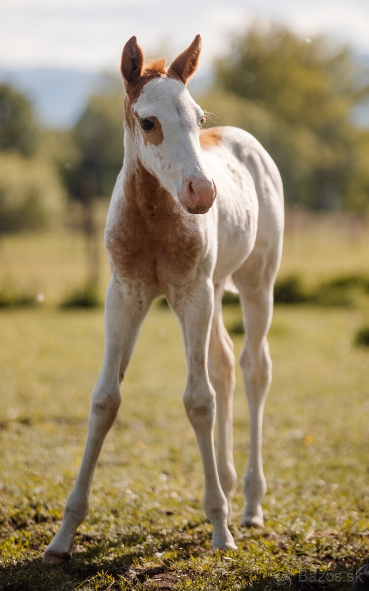 American Paint Horse kobylka frame overo